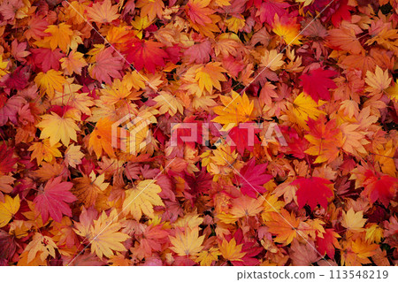 Autumn leaves fallen leaves 113548219