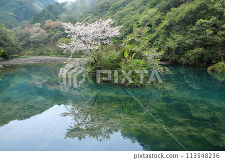 高知縣中土佐町山內水壩湖的浮島櫻花 113548236