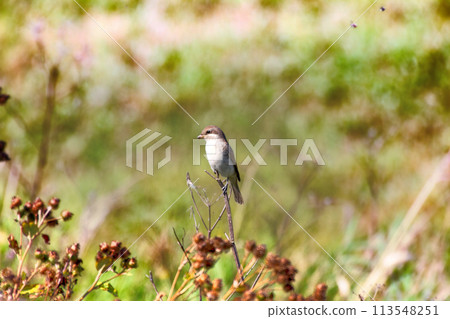 Red-backed shrike (Lanius collurio, juv) 113548251