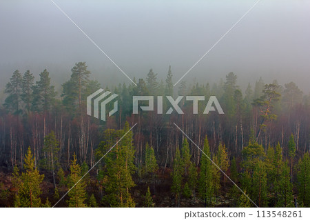 Misty spring morning forest in may Misty spring morning forest in may 113548261