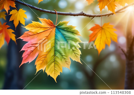 colorful bright foliage in pastel colors 113548308