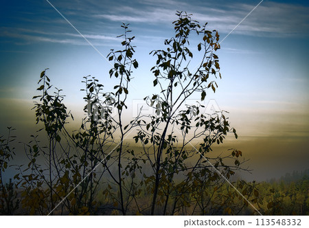 beauty of autumn beauty of autumn 113548332