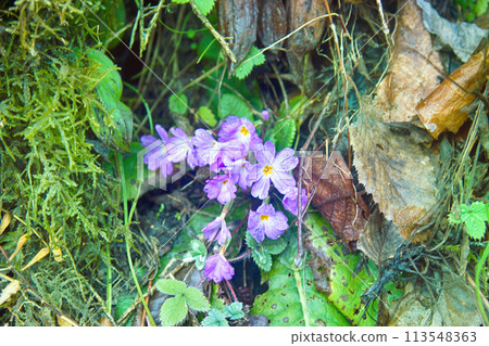 Primula vulgaris blooms in Caucasus Primula vulgaris blooms in Caucasus 113548363