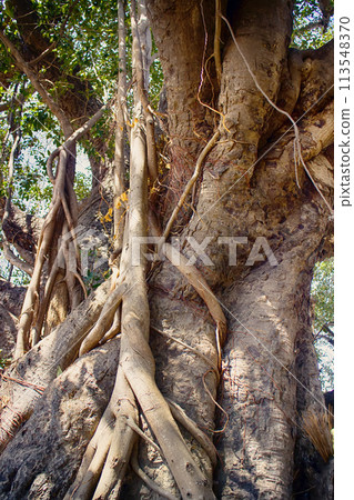 Large ficus. Sacred Banyan tree 113548370