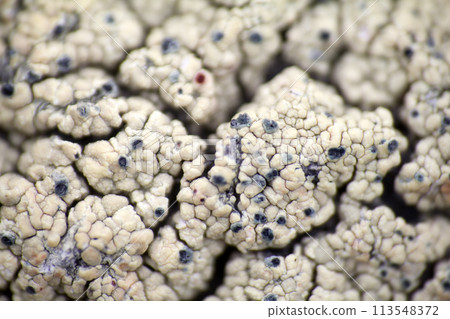 macro polar live pattern texture natural wild macro polar live pattern texture natural wild 113548372