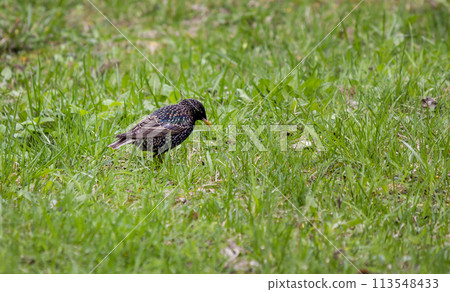 Common starling - adult bird in spring on green grass 113548433