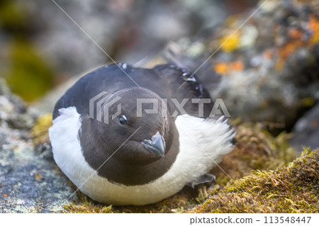 Little auk (dovekey, Alle alle) 113548447