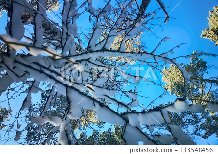 snow in winter forest with sun rays 113548456