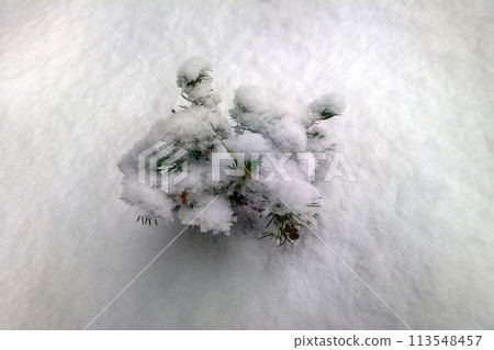 simple beauty of nature in winter after a snowfall simple beauty of nature in winter after a snowfall 113548457