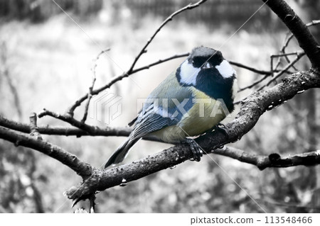 In winter Great Tits has hungry life 113548466