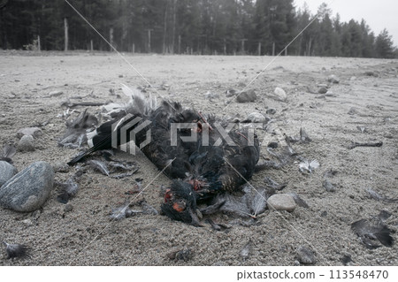 Black Grouse (male) hit by car on roadside Black Grouse (male) hit by car on roadside 113548470