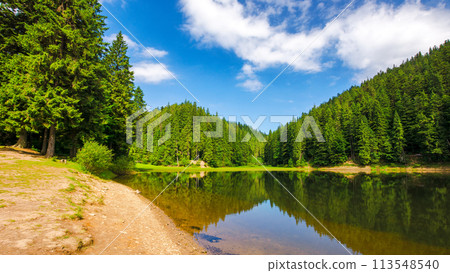 scenery of a synevyr lake in morning light. beautiful summer landscape of carpathian mountains. green environment of national park with coniferous forest beneath a blue sky reflecting in the water 113548540