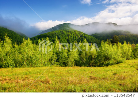 scenery of carpathian countryside with green meadow in spring. mountainous landscape of ukraine with forested rolling hills on a foggy morning. warm sunny weather with clouds on the sky 113548547