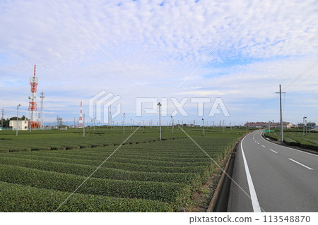 Vast tea fields in Makinohara City, Shizuoka Prefecture 113548870