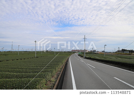 Shizuoka Tea Fields, Makinohara City, Shizuoka Prefecture 113548871