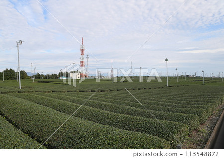 Tea fields Makinohara City, Shizuoka Prefecture Tea fields Makinohara City, Shizuoka Prefecture 113548872