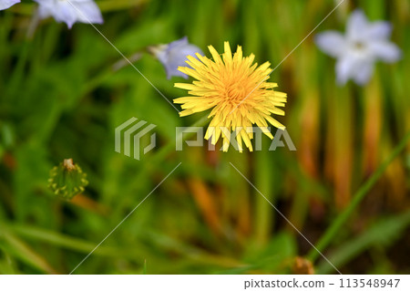 田野裡盛開的蒲公英（本地物種） 113548947