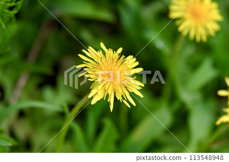 Dandelions (native species) blooming in the wild 113548948