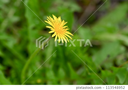 Dandelions (native species) blooming in the wild Dandelions (native species) blooming in the wild 113548952