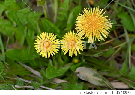 Dandelions (native species) blooming in the wild 113548972