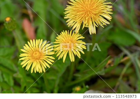 Dandelions (native species) blooming in the wild Dandelions (native species) blooming in the wild 113548973