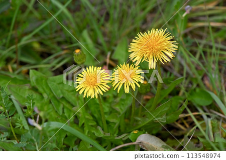 田野裡盛開的蒲公英（本地物種） 113548974