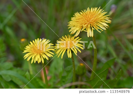 田野裡盛開的蒲公英（本地物種） 113548976