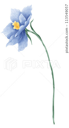 blue delphinium botanical Handdrawn watercolor illustration clipart of detailed Spring Wildflowers meadow bouquets collection Floral arrangements greeting cards wedding invitation Elegant ethereal nat blue delphinium botanical Handdrawn watercolor illustration clipart of detailed Spring Wildflowers meadow bouquets collection Floral arrangements greeting cards wedding invitation Elegant ethereal nat 113549057