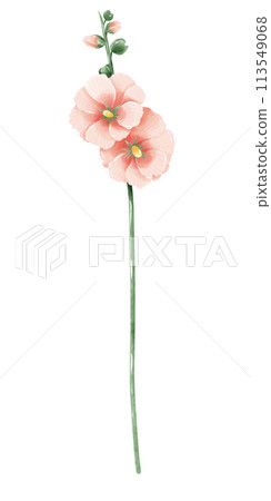 Hollyhock botanical Handdrawn watercolor illustration clipart of detailed Spring Wildflowers meadow bouquets collection Floral arrangements greeting cards wedding invitation Elegant ethereal nature 113549068