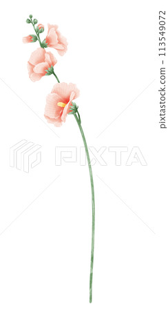 Hollyhock botanical Handdrawn watercolor illustration clipart of detailed Spring Wildflowers meadow bouquets collection Floral arrangements greeting cards wedding invitation Elegant ethereal nature Hollyhock botanical Handdrawn watercolor illustration clipart of detailed Spring Wildflowers meadow bouquets collection Floral arrangements greeting cards wedding invitation Elegant ethereal nature 113549072