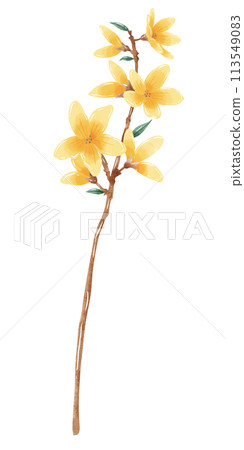 Yellow Magnolia botanical Handdrawn watercolor illustration clipart of detailed Spring Wildflowers meadow bouquets collection Floral arrangements greeting cards wedding invitation Elegant ethereal nat 113549083