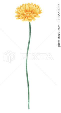 Marigold botanical Handdrawn watercolor illustration clipart of detailed Spring Wildflowers meadow bouquets collection Floral arrangements greeting cards wedding invitation Elegant ethereal nature Marigold botanical Handdrawn watercolor illustration clipart of detailed Spring Wildflowers meadow bouquets collection Floral arrangements greeting cards wedding invitation Elegant ethereal nature 113549086