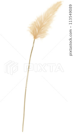 Pampus Grass botanical Handdrawn watercolor illustration clipart of detailed Spring Wildflowers meadow bouquets collection Floral arrangements greeting cards wedding invitation Elegant ethereal nature 113549089
