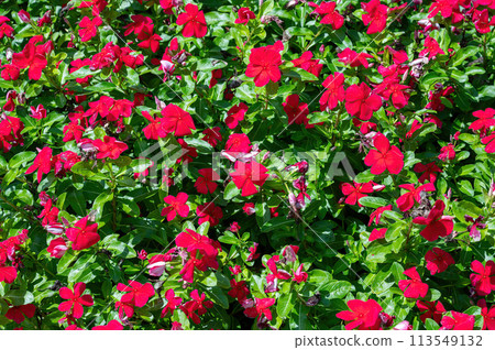 Park Ramat Hanadiv, Memorial Gardens of Baron Edmond de Rothschild, Zichron Yaakov, Israel Park Ramat Hanadiv, Memorial Gardens of Baron Edmond de Rothschild, Zichron Yaakov, Israel 113549132