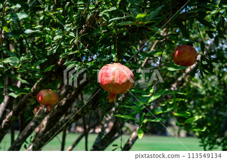 Pomegranate tree in Park Ramat Hanadiv, Memorial Gardens of Baron Edmond de Rothschild, Zichron Yaakov, Israel Pomegranate tree in Park Ramat Hanadiv, Memorial Gardens of Baron Edmond de Rothschild, Zichron Yaakov, Israel 113549134