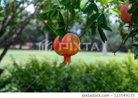 Pomegranate tree in Park Ramat Hanadiv, Memorial Gardens of Baron Edmond de Rothschild, Zichron Yaakov, Israel 113549135