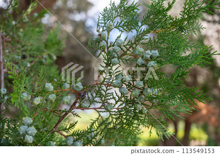 Park Ramat Hanadiv, Memorial Gardens of Baron Edmond de Rothschild, Zichron Yaakov, Israel 113549153