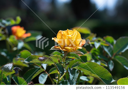 Roses in Park Ramat Hanadiv, Memorial Gardens of Baron Edmond de Rothschild, Zichron Yaakov, Israel 113549156