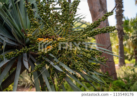 Park Ramat Hanadiv, Memorial Gardens of Baron Edmond de Rothschild, Zichron Yaakov, Israel Park Ramat Hanadiv, Memorial Gardens of Baron Edmond de Rothschild, Zichron Yaakov, Israel 113549176