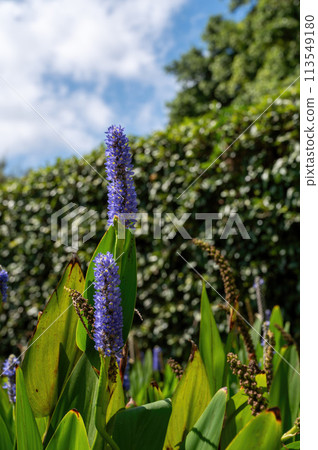 Park Ramat Hanadiv, Memorial Gardens of Baron Edmond de Rothschild, Zichron Yaakov, Israel 113549180