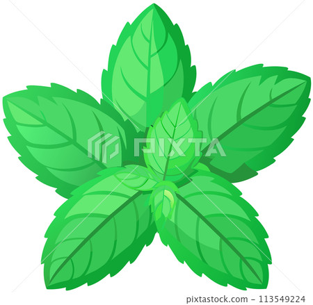 green leaves isolated on white background 113549224