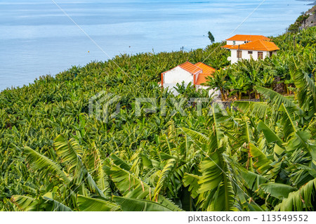 Traditional Madeiran houses in Funchal behind a banana plantation. Small farm on green hills over the Atlantic ocean Traditional Madeiran houses in Funchal behind a banana plantation. Small farm on green hills over the Atlantic ocean 113549552