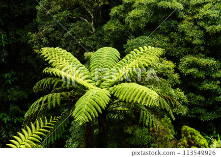 Parque Natural da Ribeira dos Caldeiroes in Sao Miguel Island, Azores Parque Natural da Ribeira dos Caldeiroes in Sao Miguel Island, Azores 113549926