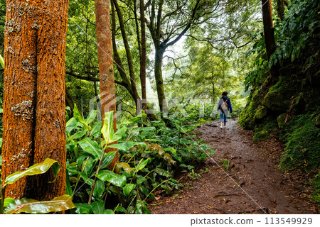 Woman hiking in the Natural Park of Ribeira dos Caldeiroes in Azores in a tropical landscape 113549929