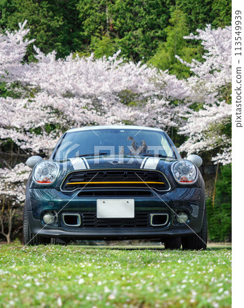 Cherry blossoms and imported cars Cherry blossoms and imported cars 113549939