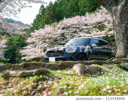 Cherry blossoms in full bloom and imported cars Cherry blossoms in full bloom and imported cars 113549940