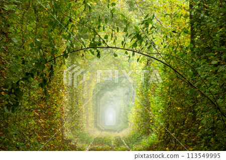 Romantic Green Branch in the Sunny Tunnel of Love 113549995
