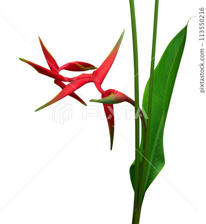 Tropical flowers Heliconia bihai flower Tropical flowers Heliconia bihai flower 113550216