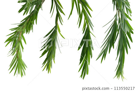 Bottle brush Leaf isolated on white background. Bottle brush Leaf isolated on white background. 113550217