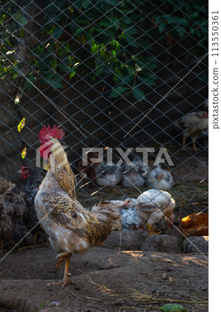 Big rooster standing in farm yard, vertical photo, copy space, poultry farming 113550361